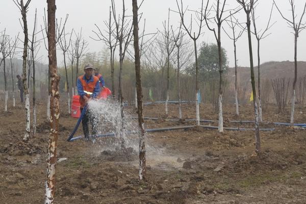 让树苗喝个饱